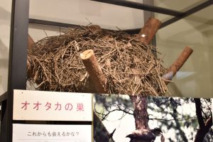 R7自然常設オオタカの巣