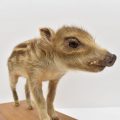 R7自然常設イノシシ（ウリボウ）