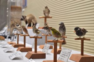 R7自然常設鳥類たち